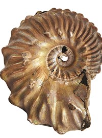 1954_ammonite (m).jpg