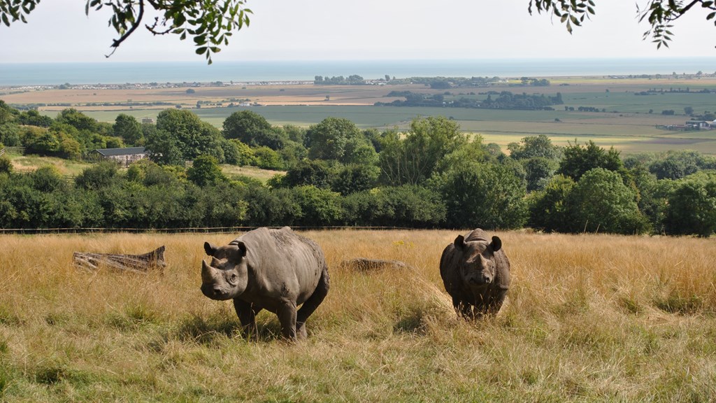 Black rhino at Port Lympne Reserve c The Aspinall Foundation.JPG