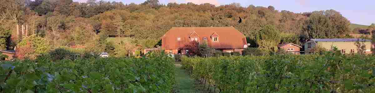Elham Valley Vineyard Cropped